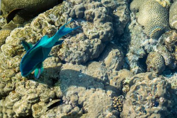 koraalrif Eilat